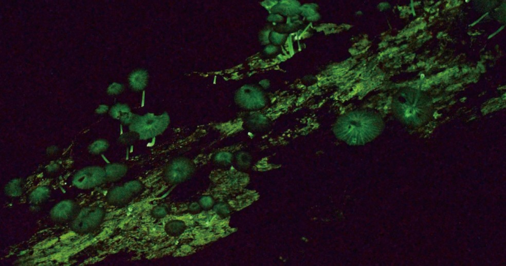 Cientistas Descobrem Nova Esp Cie De Fungo Na Amaz Nia Que Brilha No