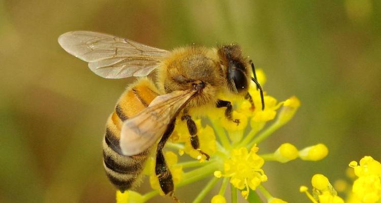 Abelhas escolhem flores de melão pelo cheiro - Ambientebrasil - Notícias
