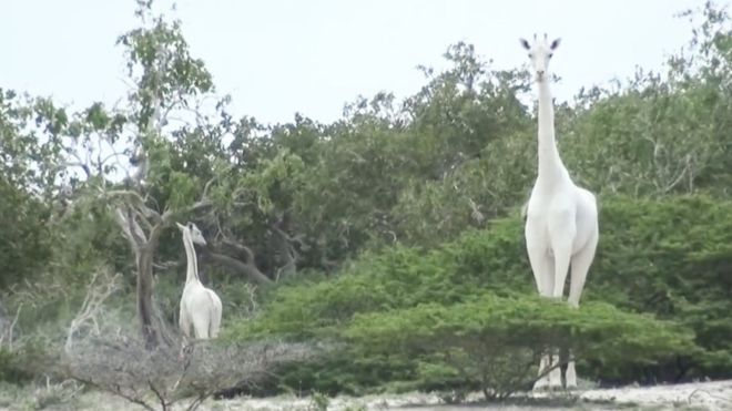 Cacadores Matam Duas Das Ultimas Tres Girafas Brancas Do Mundo Ambientebrasil Noticias