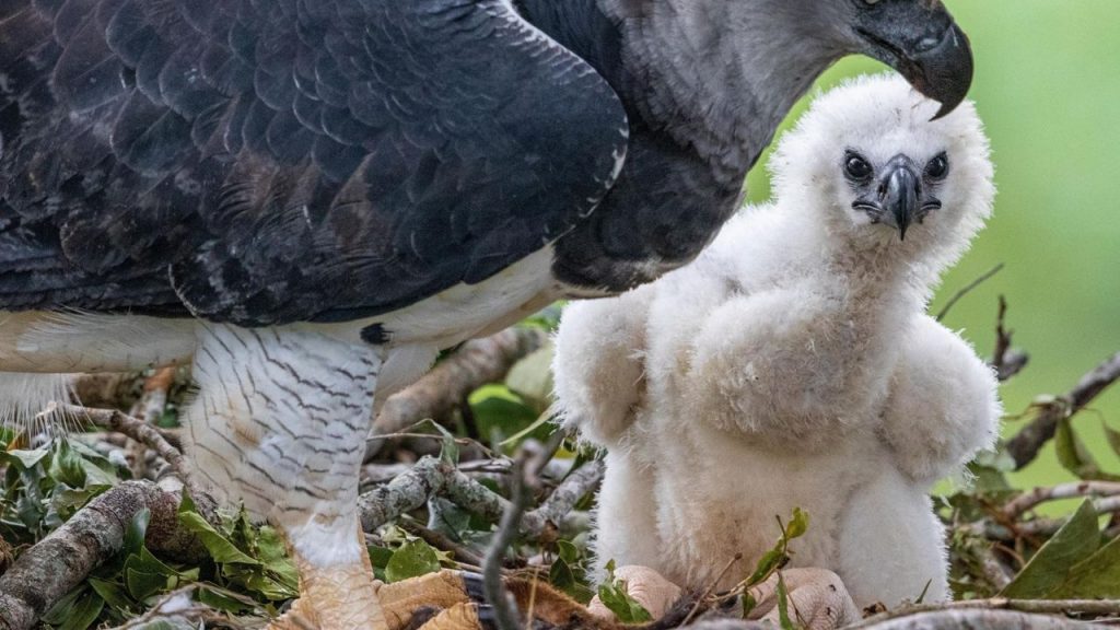 O Esforco Heroico Para Salvar A Maior Aguia Do Mundo Na Amazonia Ambientebrasil Noticias