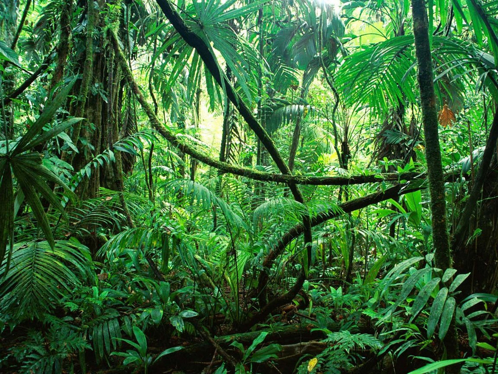 Sobre As Florestas Tropicais E Verdadeiro Afirmar