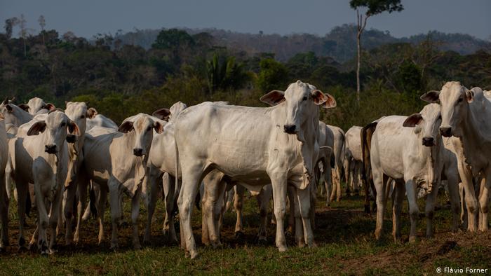Desmatamento da Amazônia e do Cerrado está concentrado em 2% das ...