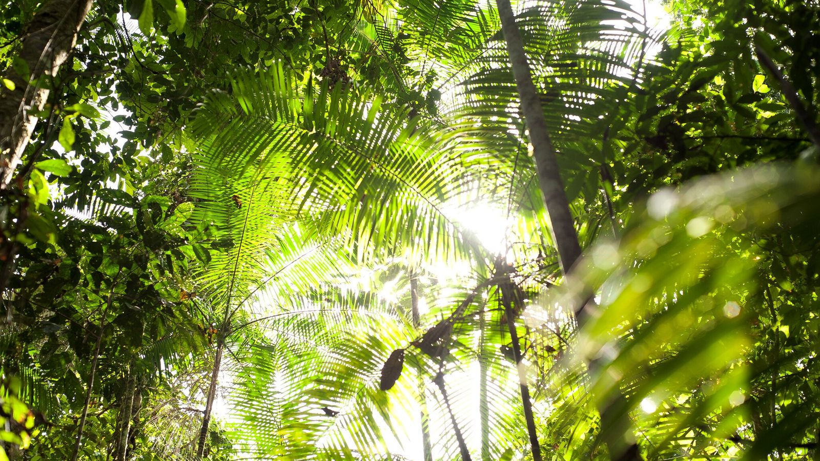 Sobre As Florestas Tropicais é Verdadeiro Afirmar
