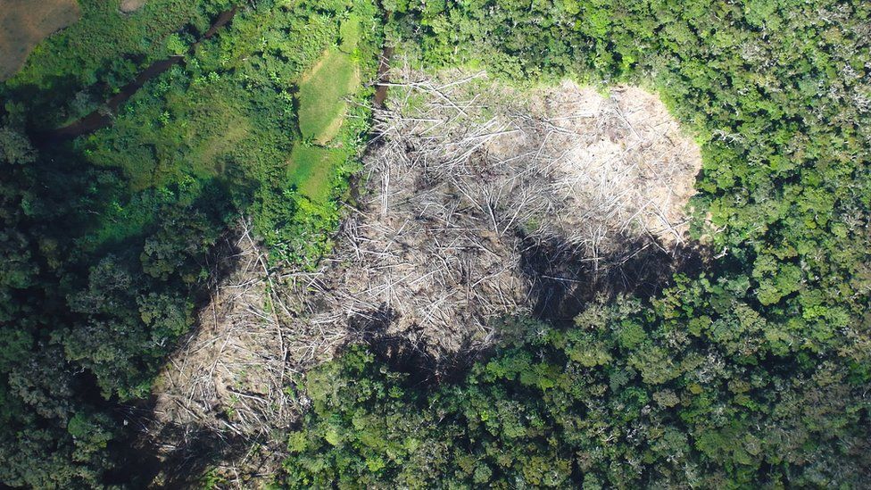 Demora pelo menos um século para restaurar florestas danificadas. Fonte: RBGKEW.