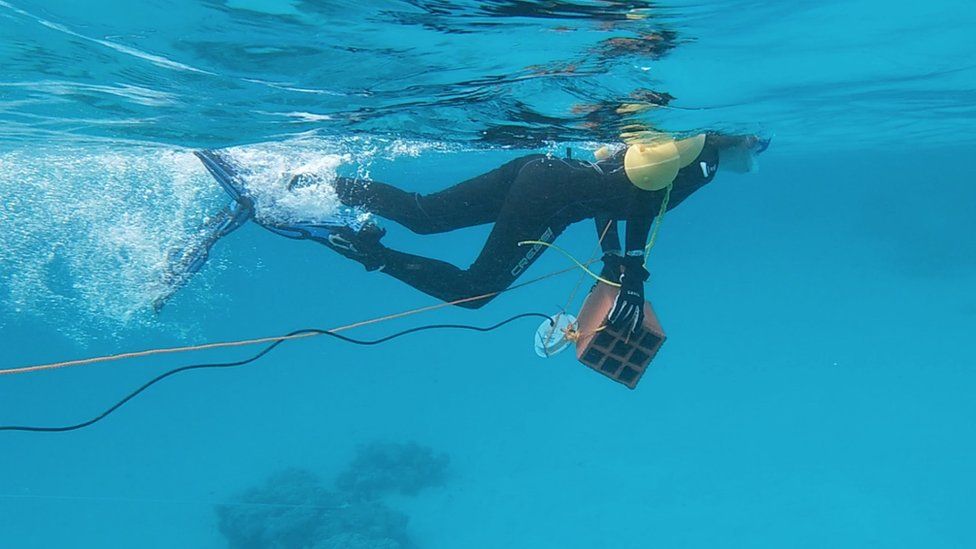 Um mergulhador grava a paisagem sonora do oceano. Fonte: MICHELLE HAVLIK.