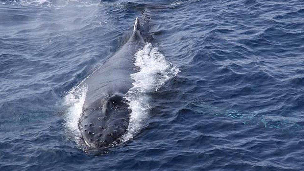 O ruído colocado no oceano afeta os mamíferos marinhos, como as baleias jubarte, que se comunicam a longas distâncias com canções complexas. Fonte: WEGNER INSTITUTE.