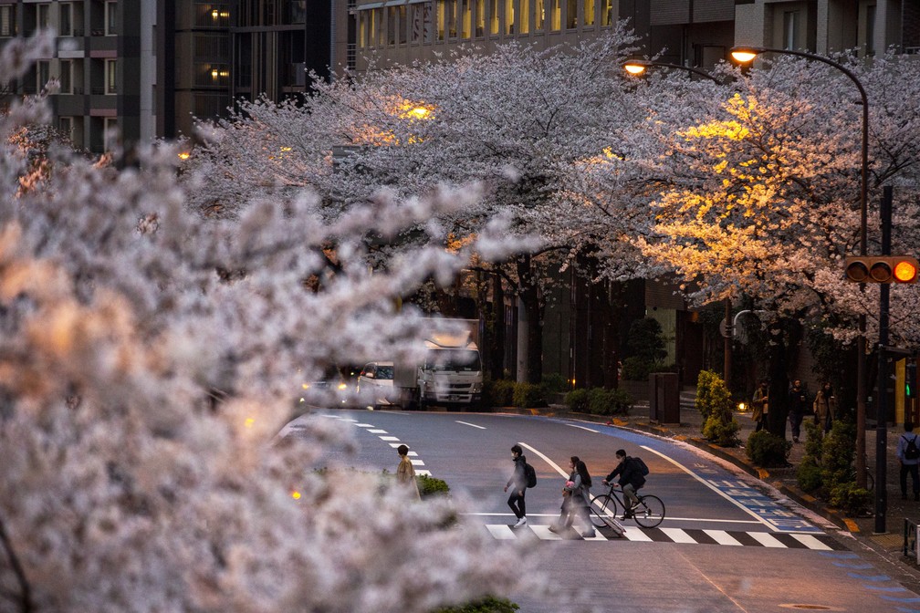 Japão tem florada das cerejeiras mais cedo em 1,2 mil anos FOTOS