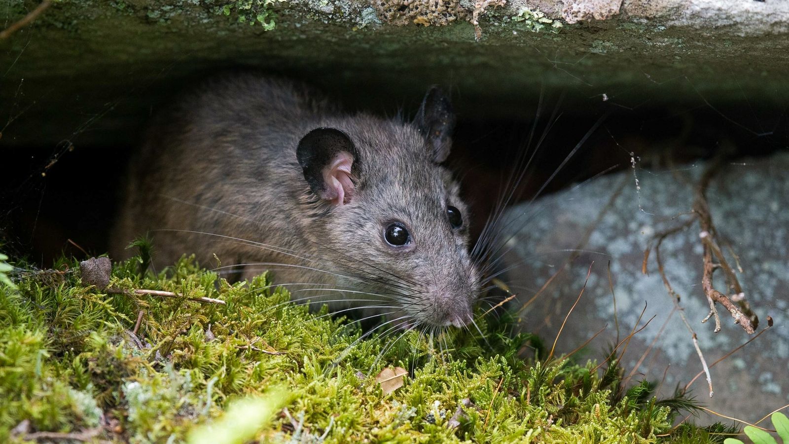 Rato banhado é encontrado no centro de Ibiporã 