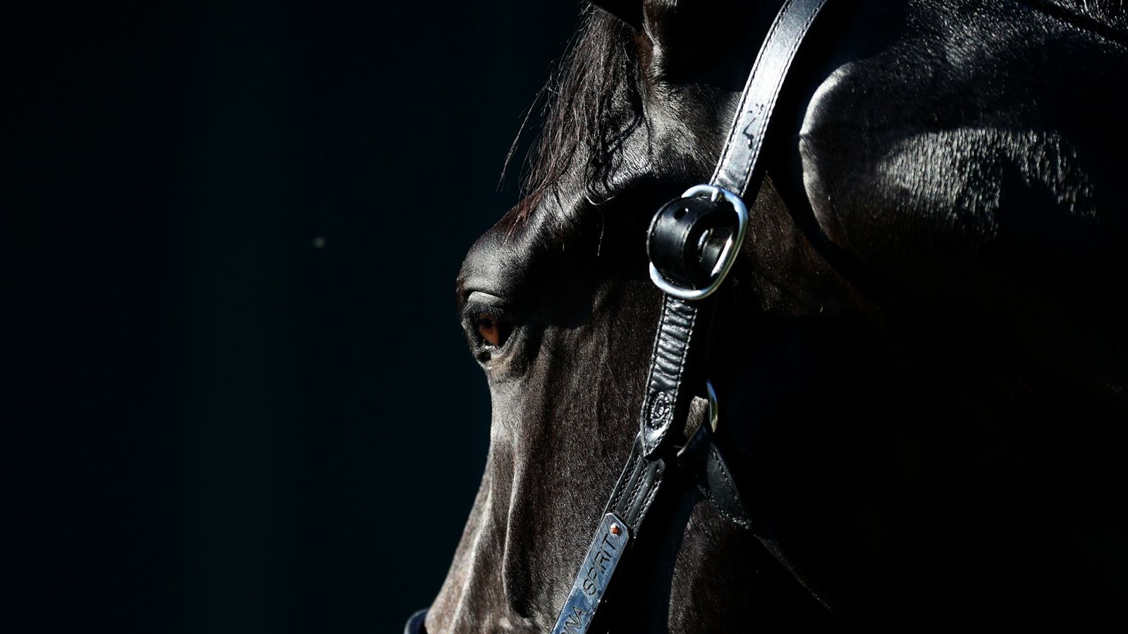 Token sobre corrida de cavalos valoriza quase 2.000% em 7 dias