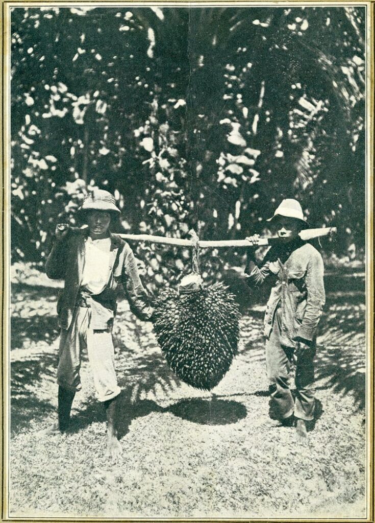 Dois trabalhadores carregam um grande cacho de frutos de dendê em uma plantação de Sumatra por volta de 1922. J.W. Meijster, Instituto Real Holandês de Estudos do Sudeste Asiático e do Caribe, CC BY.