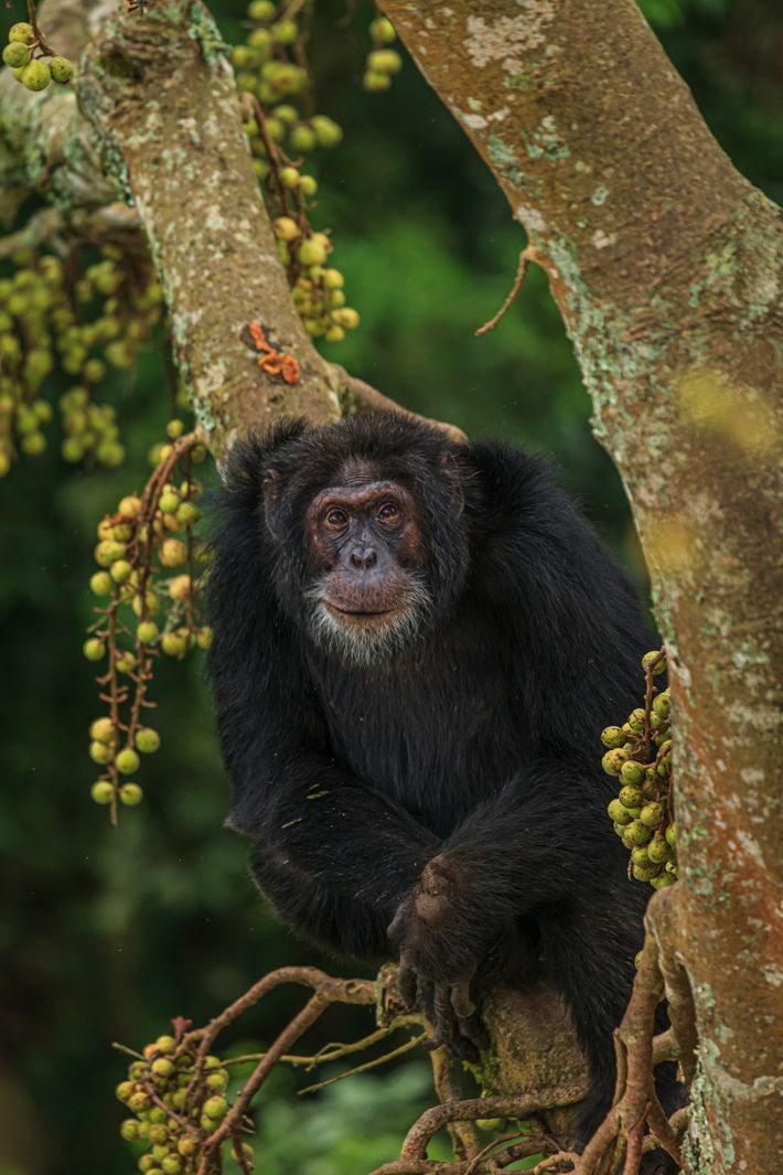 Chimpanzé macho mais velho dos EUA morre aos 63 anos