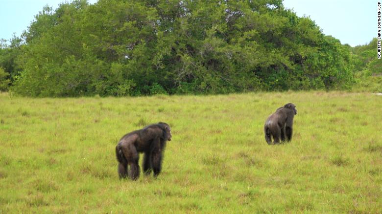 Macaco, Chimpanzé, Alcangando Foto de Stock - Imagem de ambiental,  irritado: 5131952