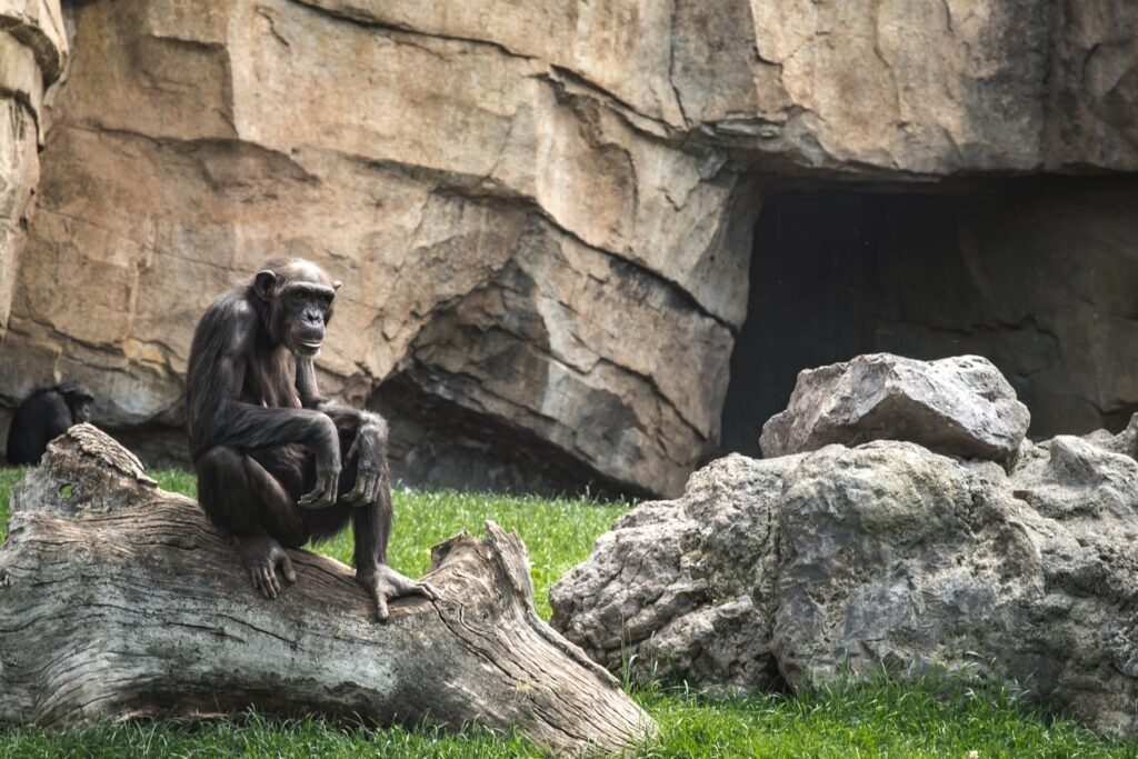 Ao contrário de seus equivalentes mantidos em cativeiro, os chimpanzés observados em santuários ou na natureza parecem envelhecer de maneira mais saudável porque permanecem ativos por toda a vida.
