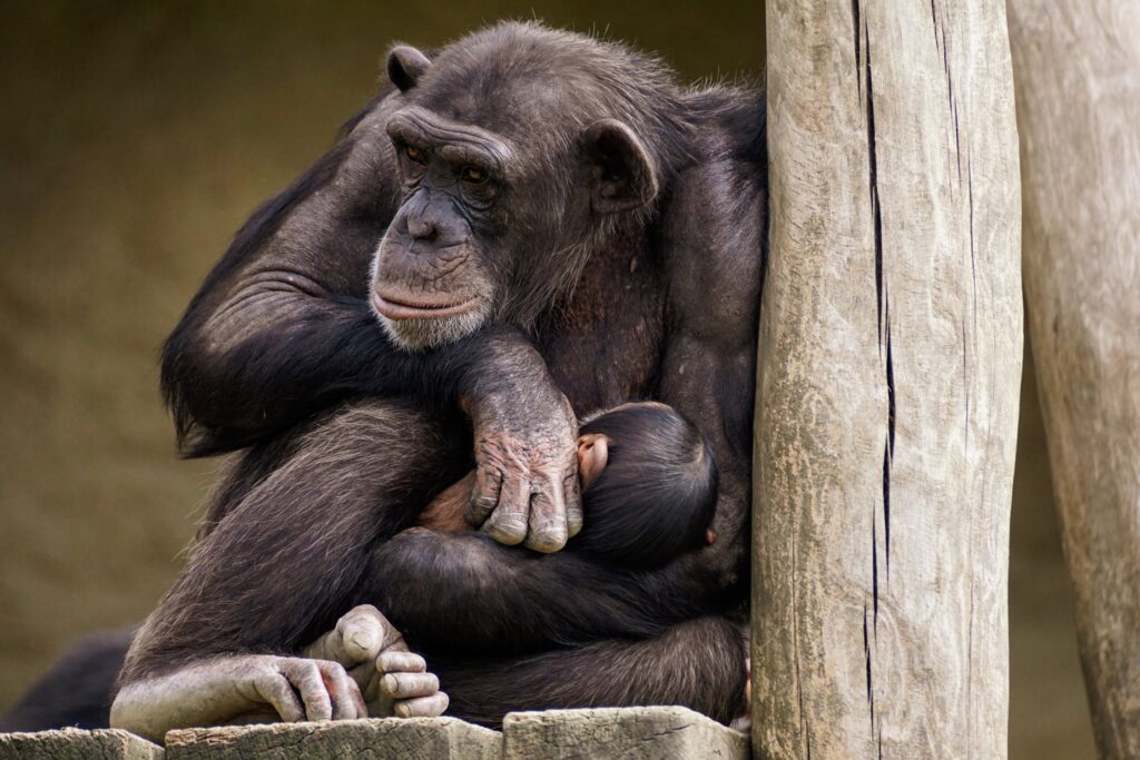 Os cientistas têm observado os chimpanzés selvagens na região de Kanyawara do Parque Nacional de Kibale desde 1987, ajudando a aumentar nossa compreensão do comportamento dos primatas e como ele se relaciona com os humanos modernos.