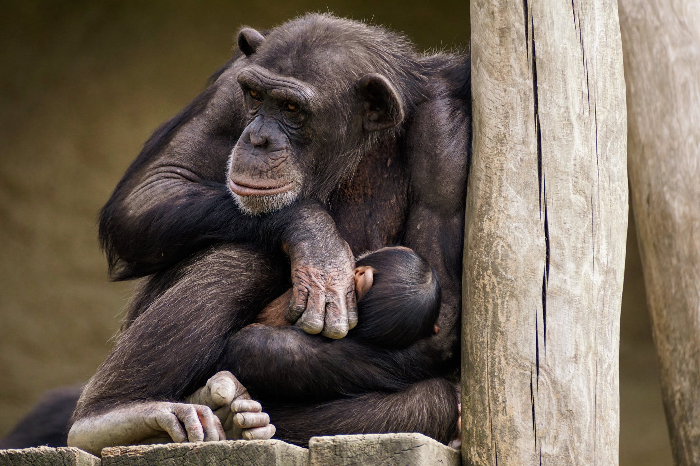 Os macacos poderiam ser ensinados, pelo menos de uma maneira muito