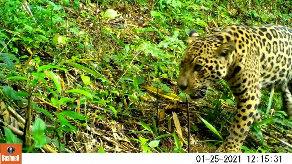 Cena rara de onça-pintada com filhote é registrada na Mata Atlântica