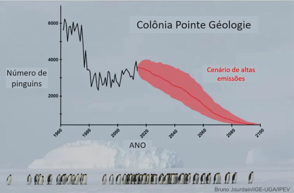 O número de pares reprodutores de pinguins-imperador em Pointe Géologie deve diminuir significativamente em um mundo com altas emissões de gases de efeito estufa. O gráfico usa o cenário climático RCP 8.5 de futuro com altas emissões. Fonte: Jenouvrier et al., 2020, CC BY-ND.