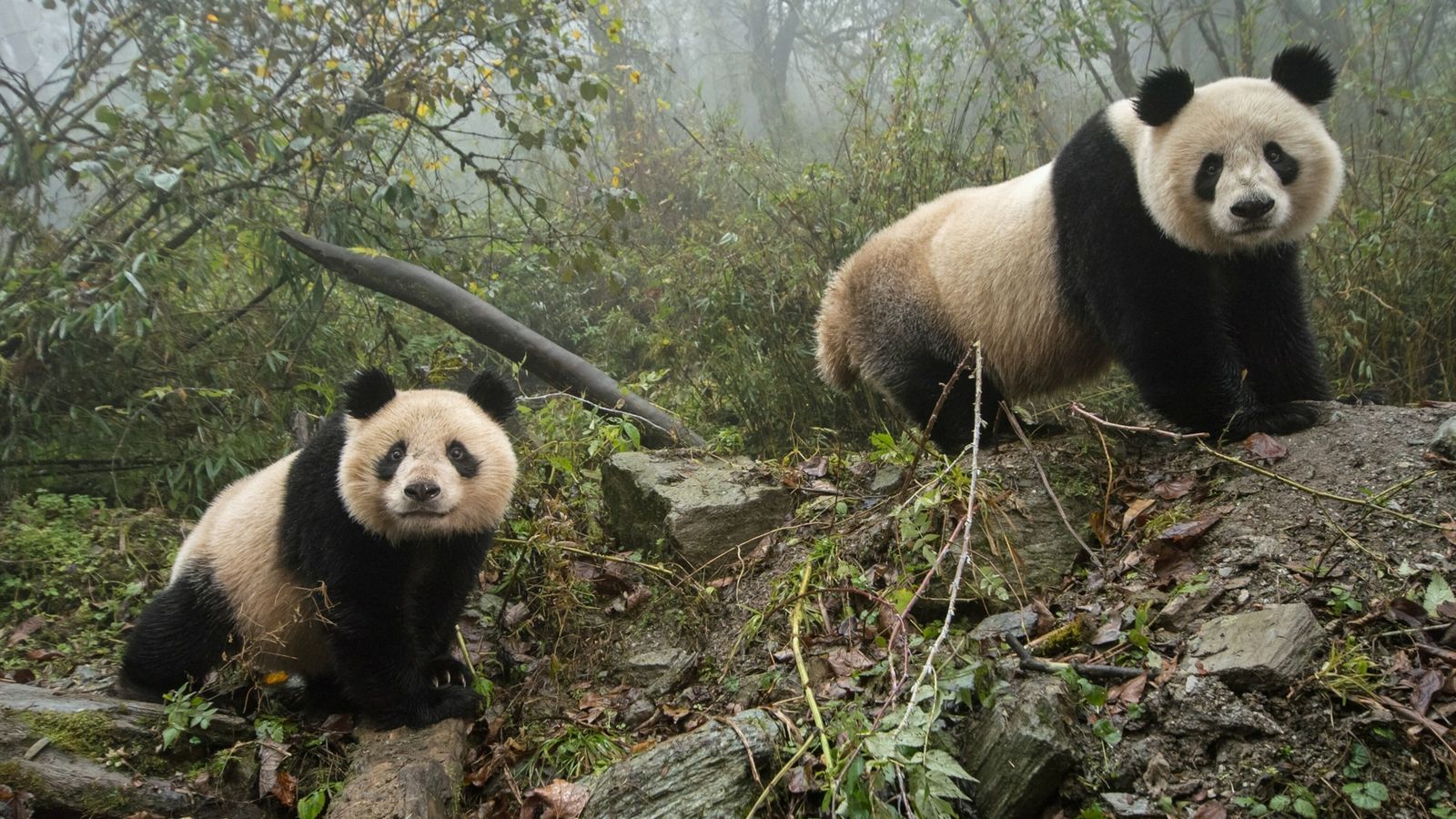 Panda De Design Tradicional De Banner Da China E Ilustração Do