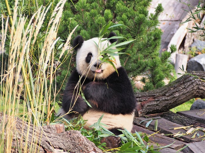 Como os pandas gigantes escaparam da lista de animais ameaçados de extinção  - Ciência - Estado de Minas