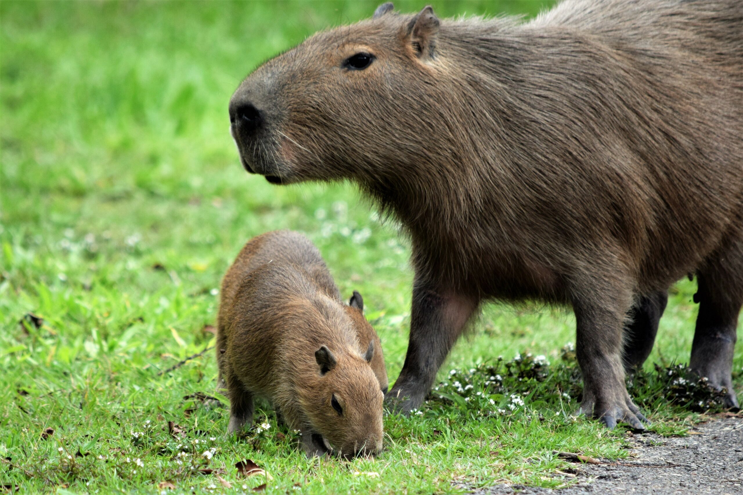 Capivara é vista em rua do Pulicano em Franca; animal teria voltado para  mata sozinho