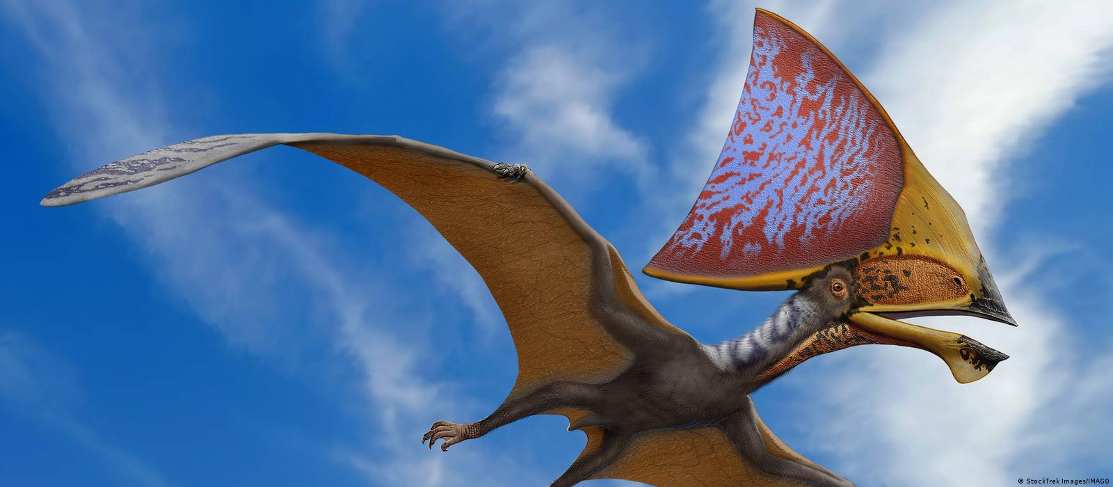 Pterossauro do Brasil abala teorias sobre evolução das penas ...