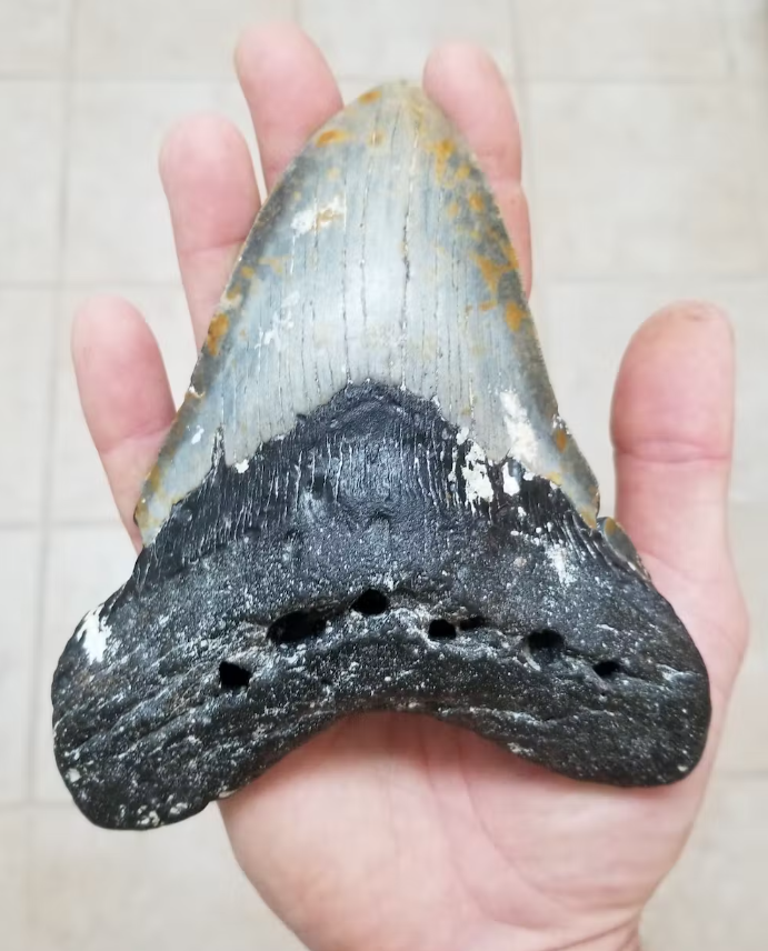 A razão por trás do misterioso desaparecimento do megalodonte, o maior  tubarão que já existiu, Ciência