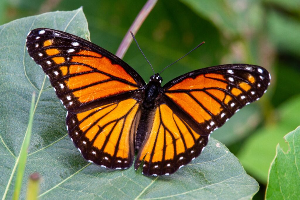 Borboletas monarcas abrem suas asas para pegar alguns raios em Michoacan, México. O aquecimento é fundamental para a migração da borboleta, pois a luz do sol aquece seu corpo para que ela possa voar. Fonte: Foto de Joshua J. Cotten no Unsplash.