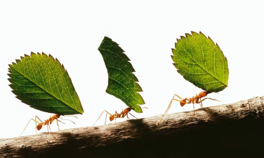 As formigas cortadeiras cultivam jardins de fungos que alimentam extensas colônias. Fonte: Tim Flach/Stone via Getty Images.