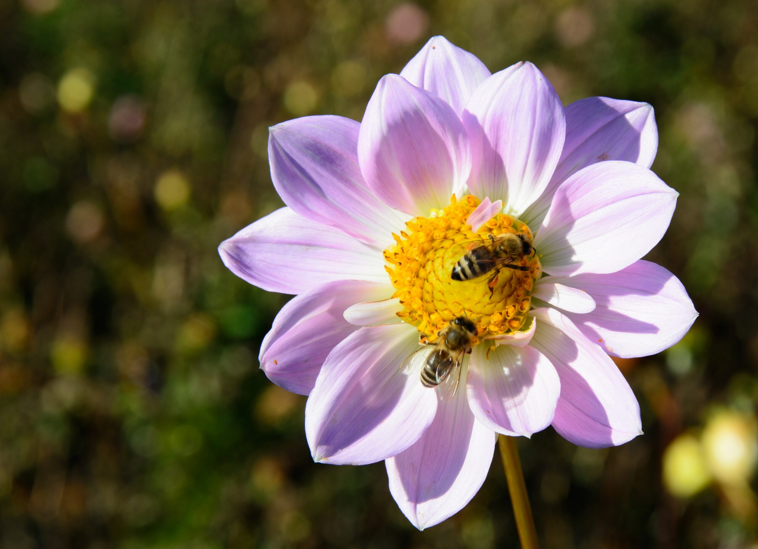 Girassóis fazem as abelhas defecarem - muito. Aqui está o porquê disso ser  bom. - Ambientebrasil - Notícias