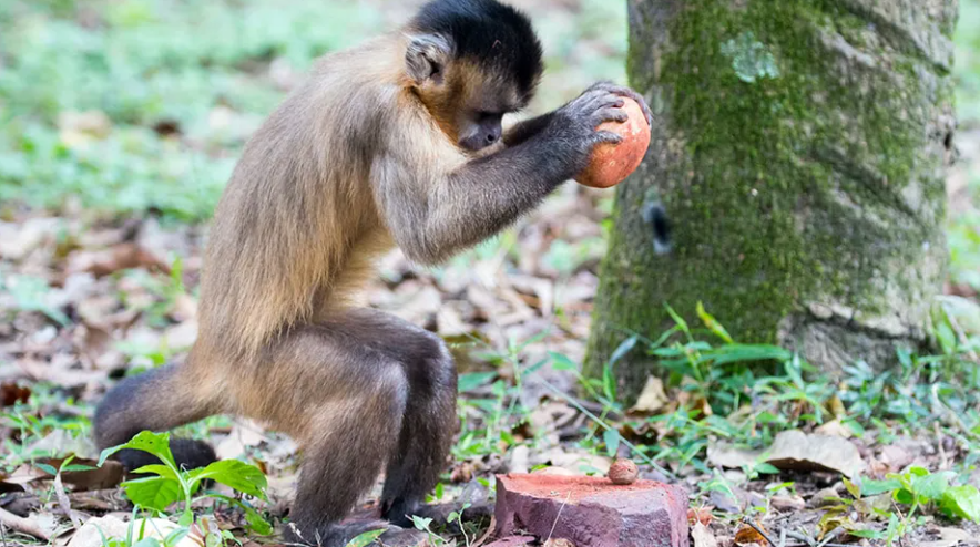 Pesquisadoras investigam macacos-prego que usam pedras como