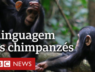 Chimpanzés batucam em árvores para se comunicar na selva - Ciência - Estado  de Minas