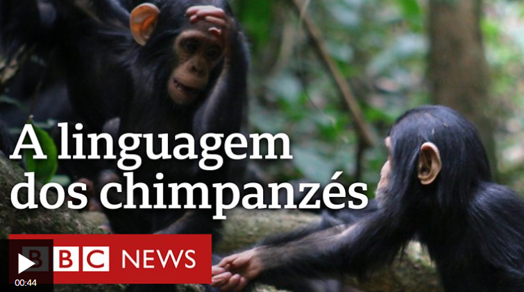 ANIMAL - MACACO CHIMPANZÉ, Zoo do Rio de Janeiro / Brasil. …